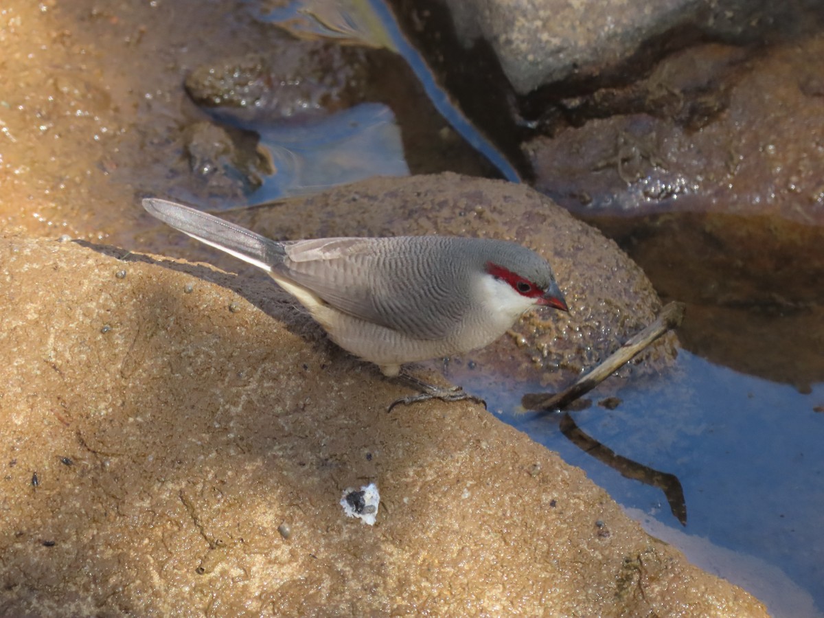 Arabian Waxbill - ML623703257