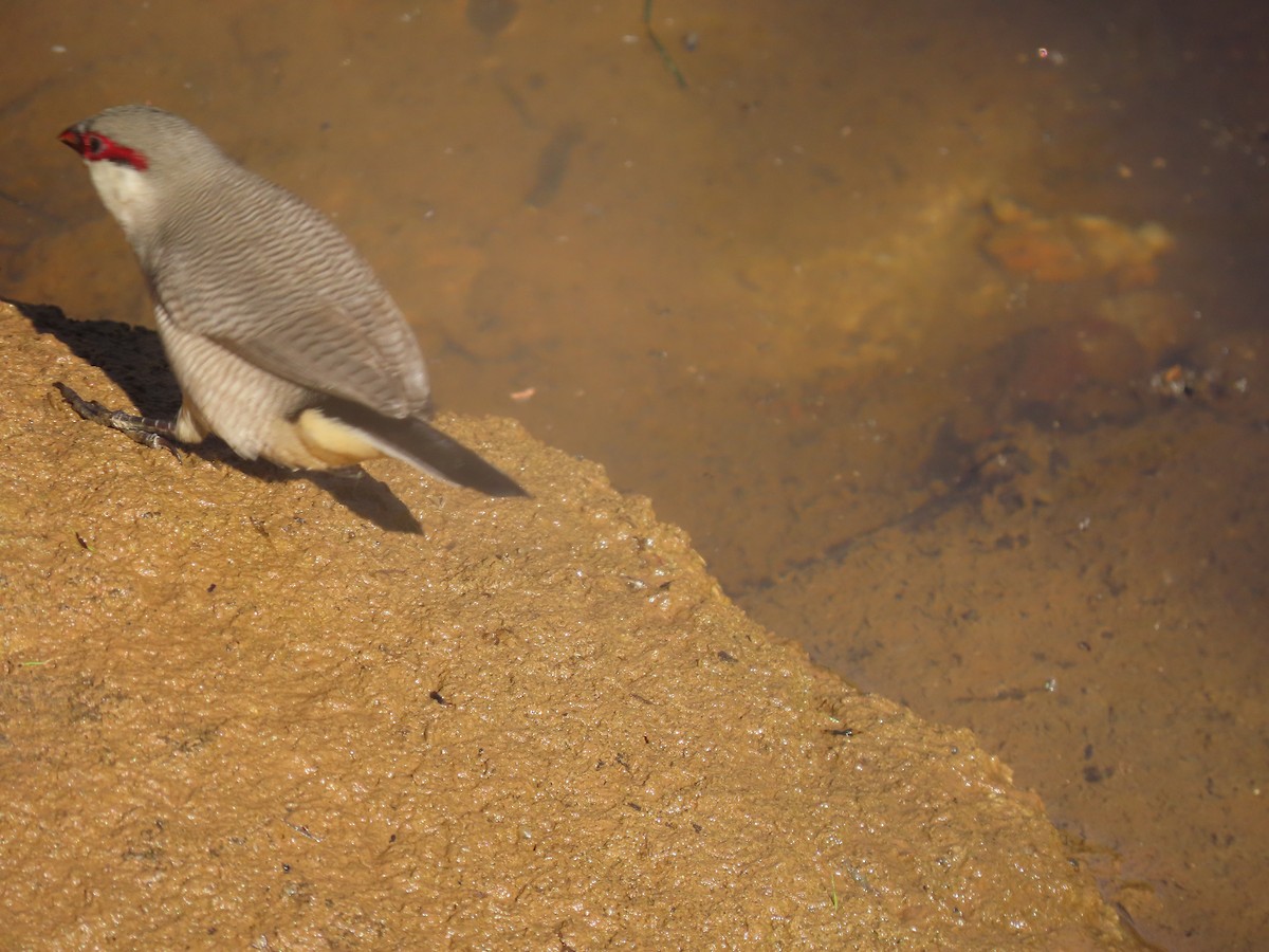 Arabian Waxbill - ML623703259