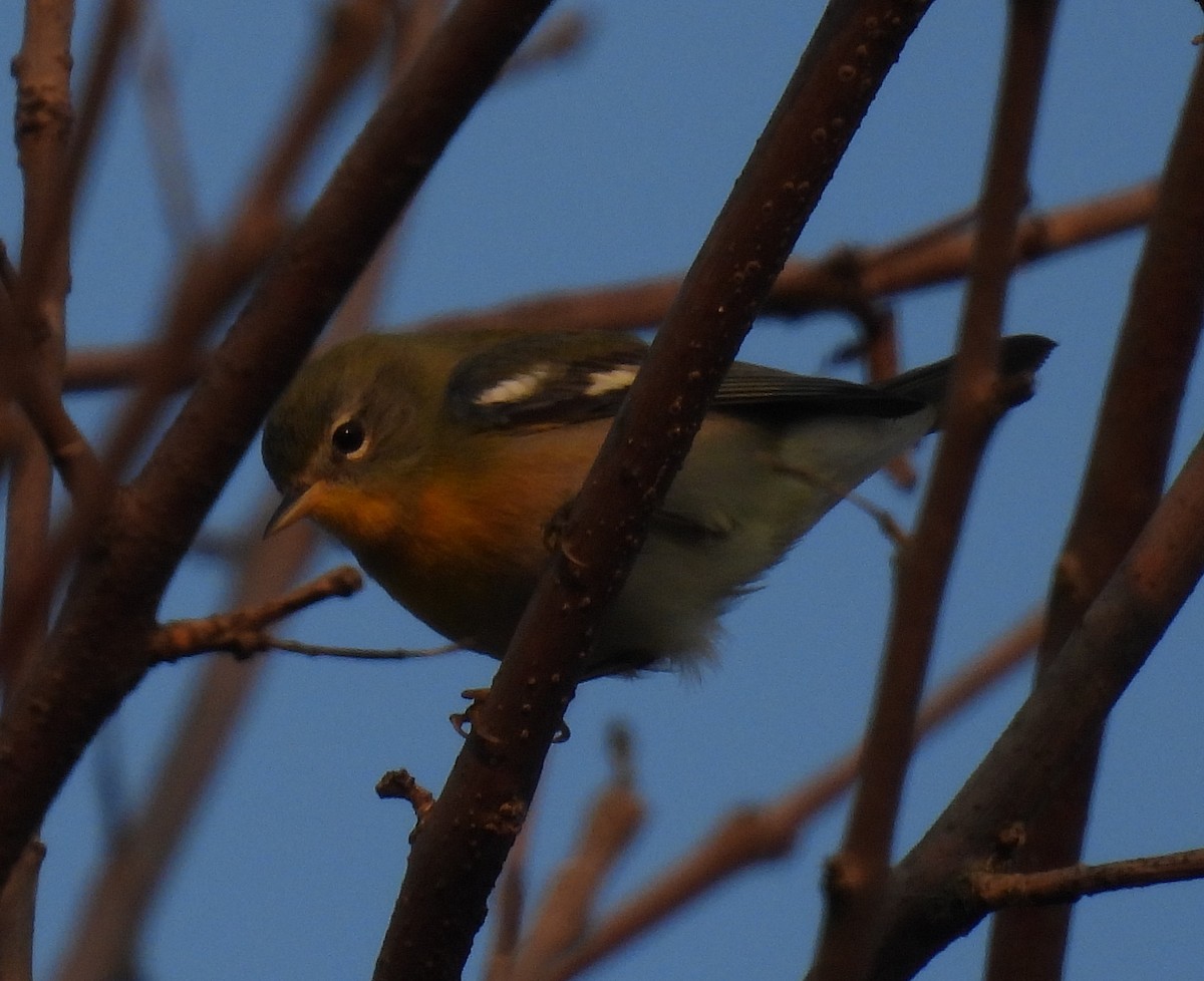 Northern Parula - ML623703261