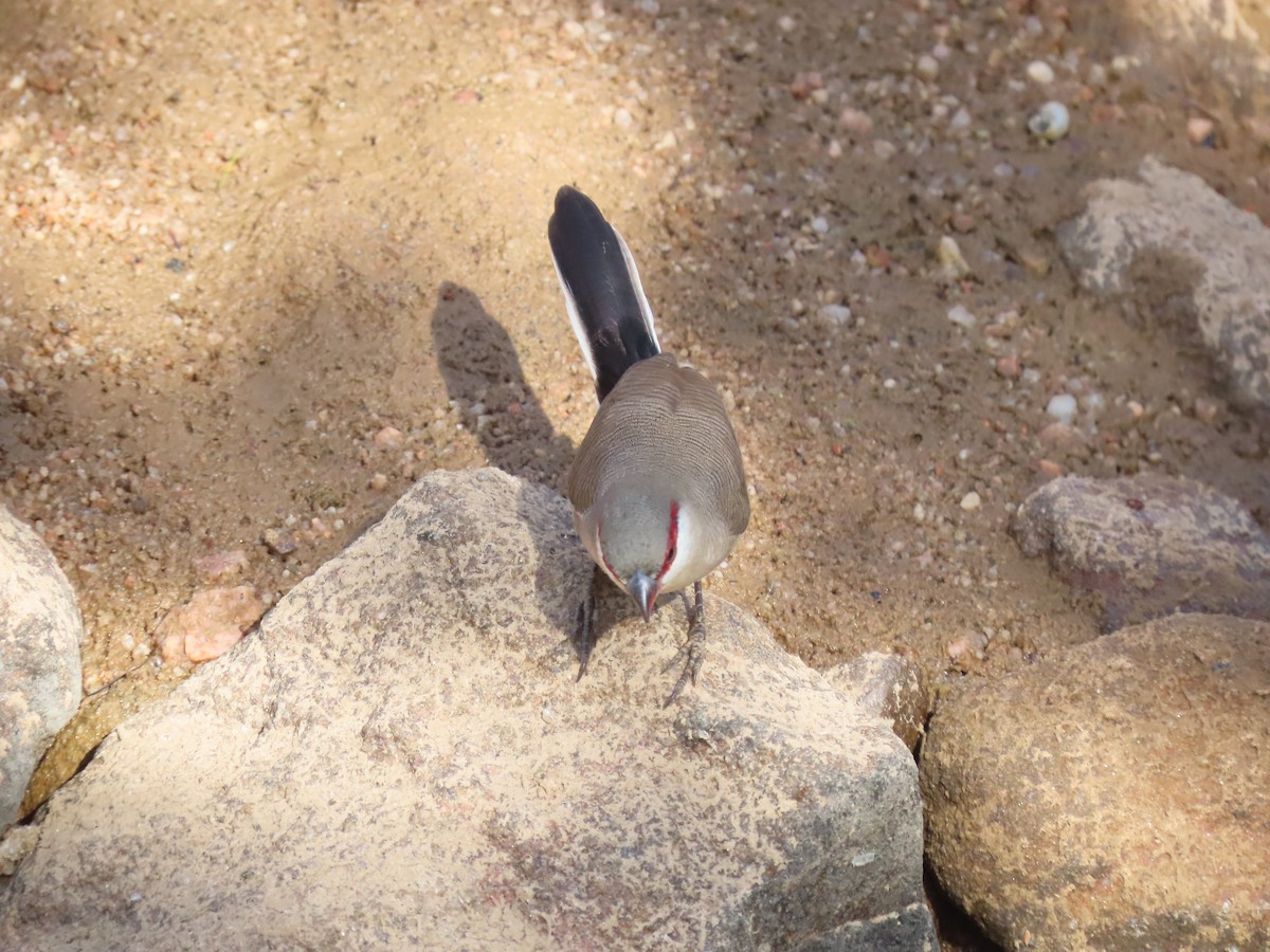 Arabian Waxbill - ML623703262