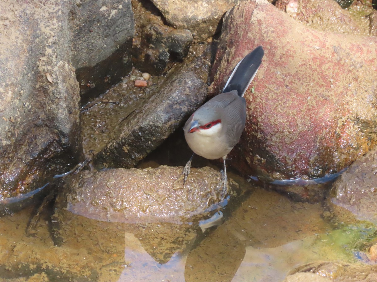 Arabian Waxbill - ML623703263