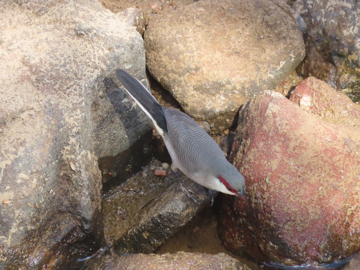 Arabian Waxbill - Thomas Brooks