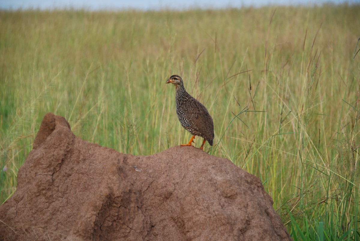 Francolin à bec jaune - ML623703269