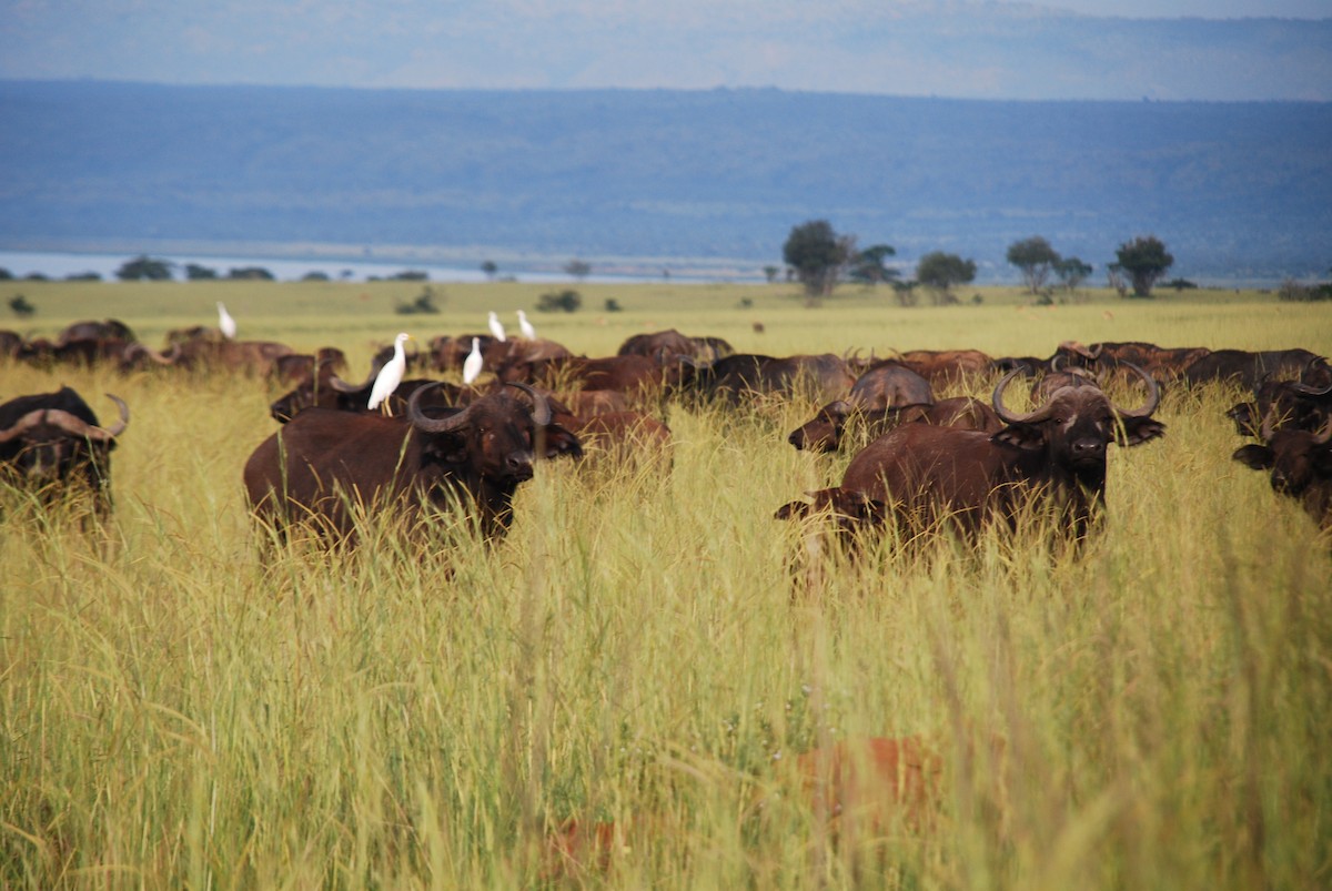 Чапля єгипетська західна - ML623703276