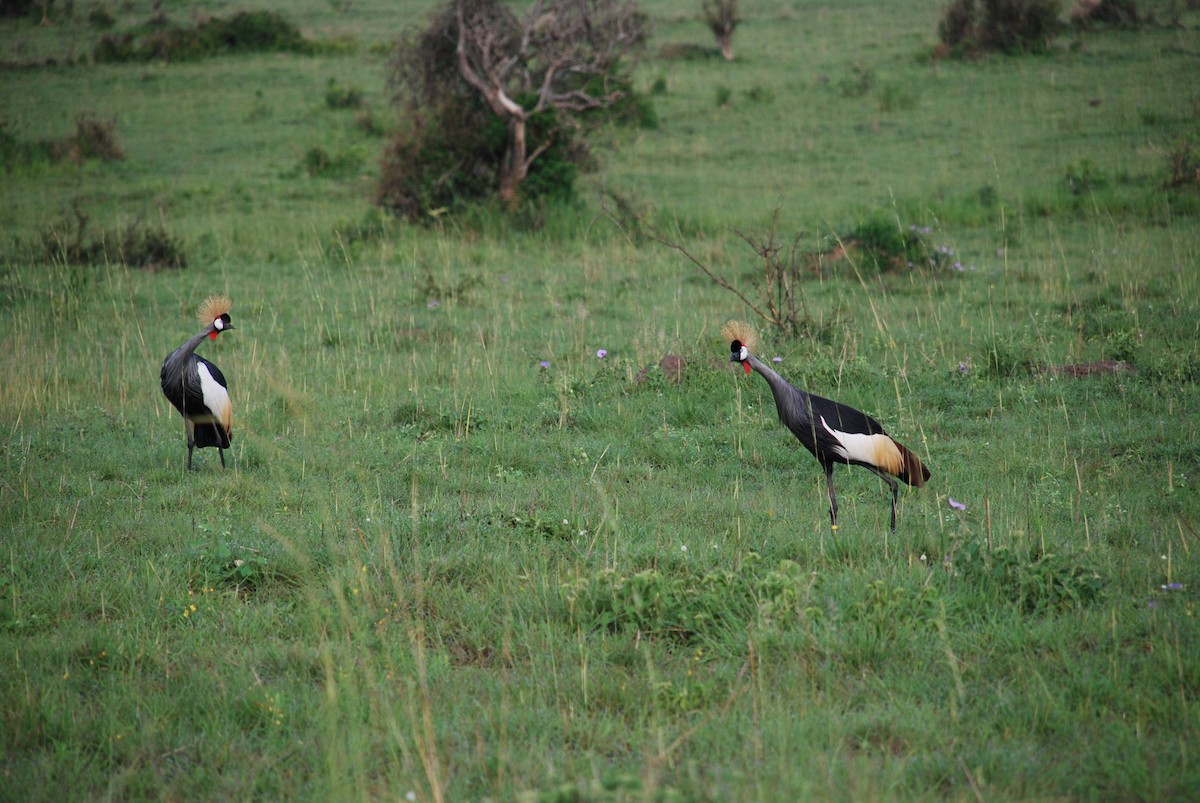 Вінценос південний - ML623703291