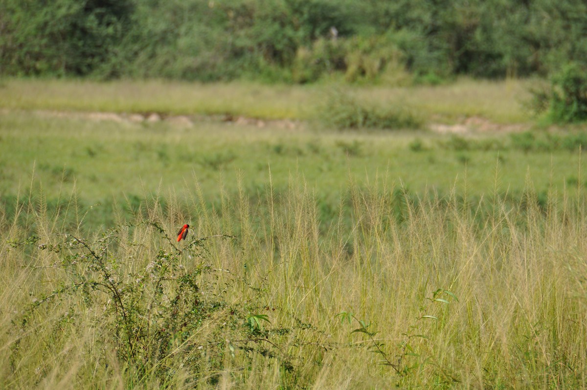 Вайдаг червоний - ML623703296