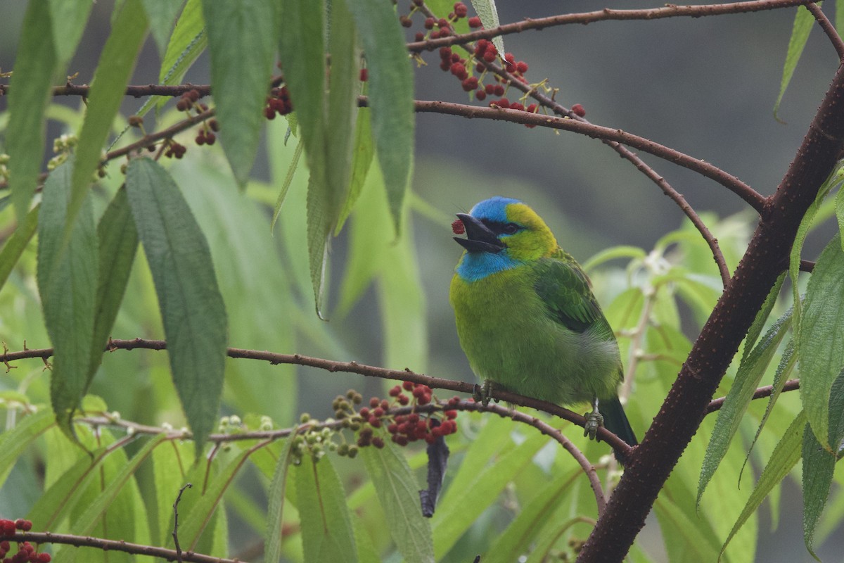 Golden-naped Barbet - Shannon Fair