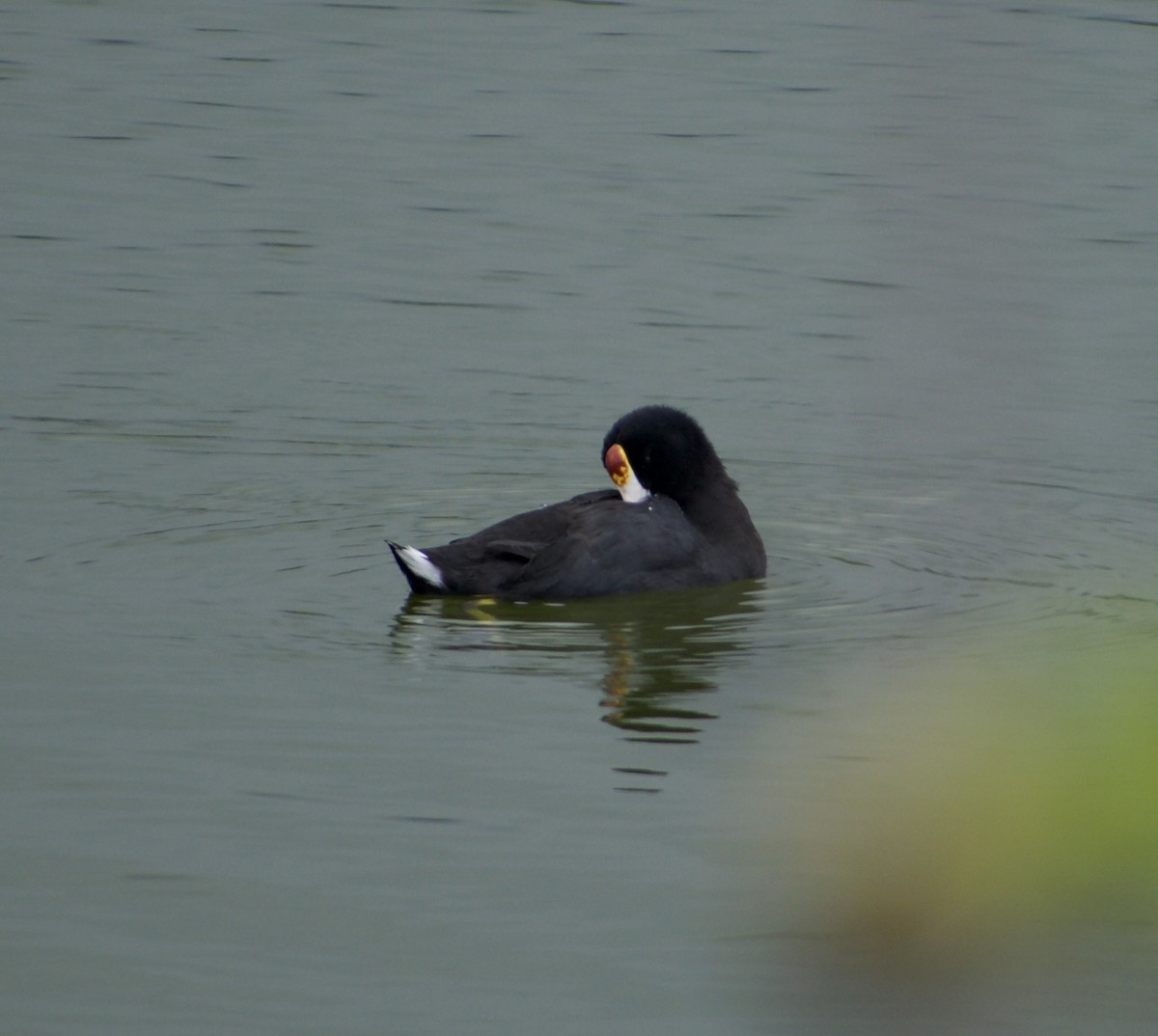 Hawaiian Coot (Red-shielded) - ML623703315