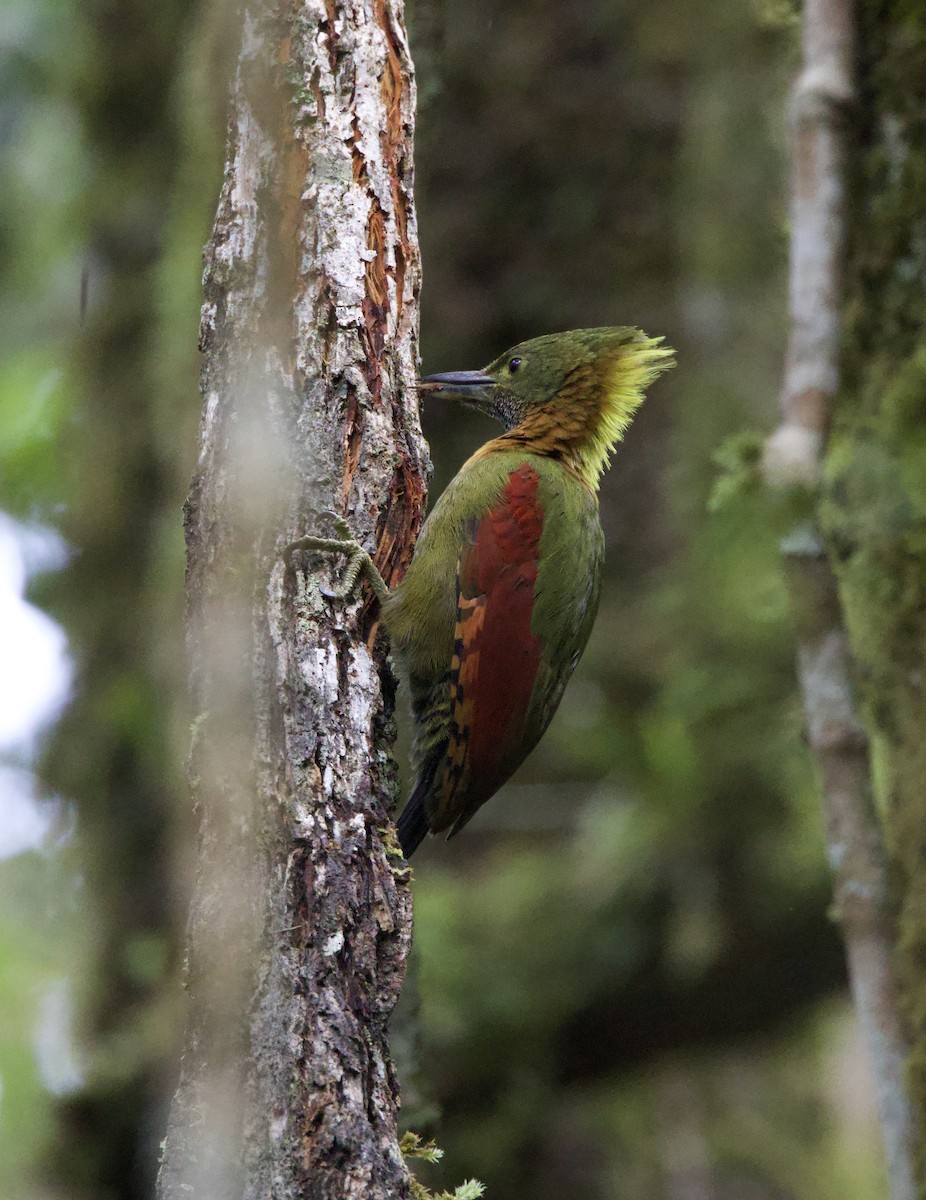 Checker-throated Woodpecker (Checker-throated) - ML623703318