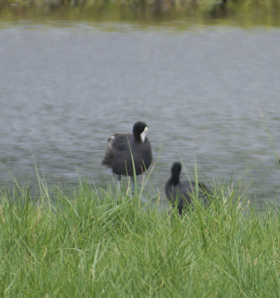 Hawaiian Coot (White-shielded) - ML623703319