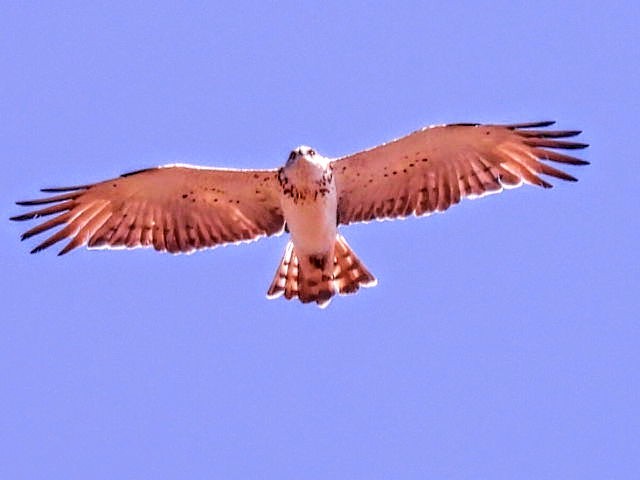 Short-toed Snake-Eagle - ML623703331