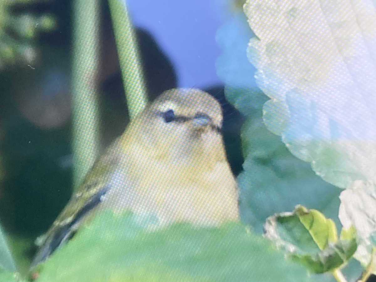 Tennessee Warbler - ML623703348