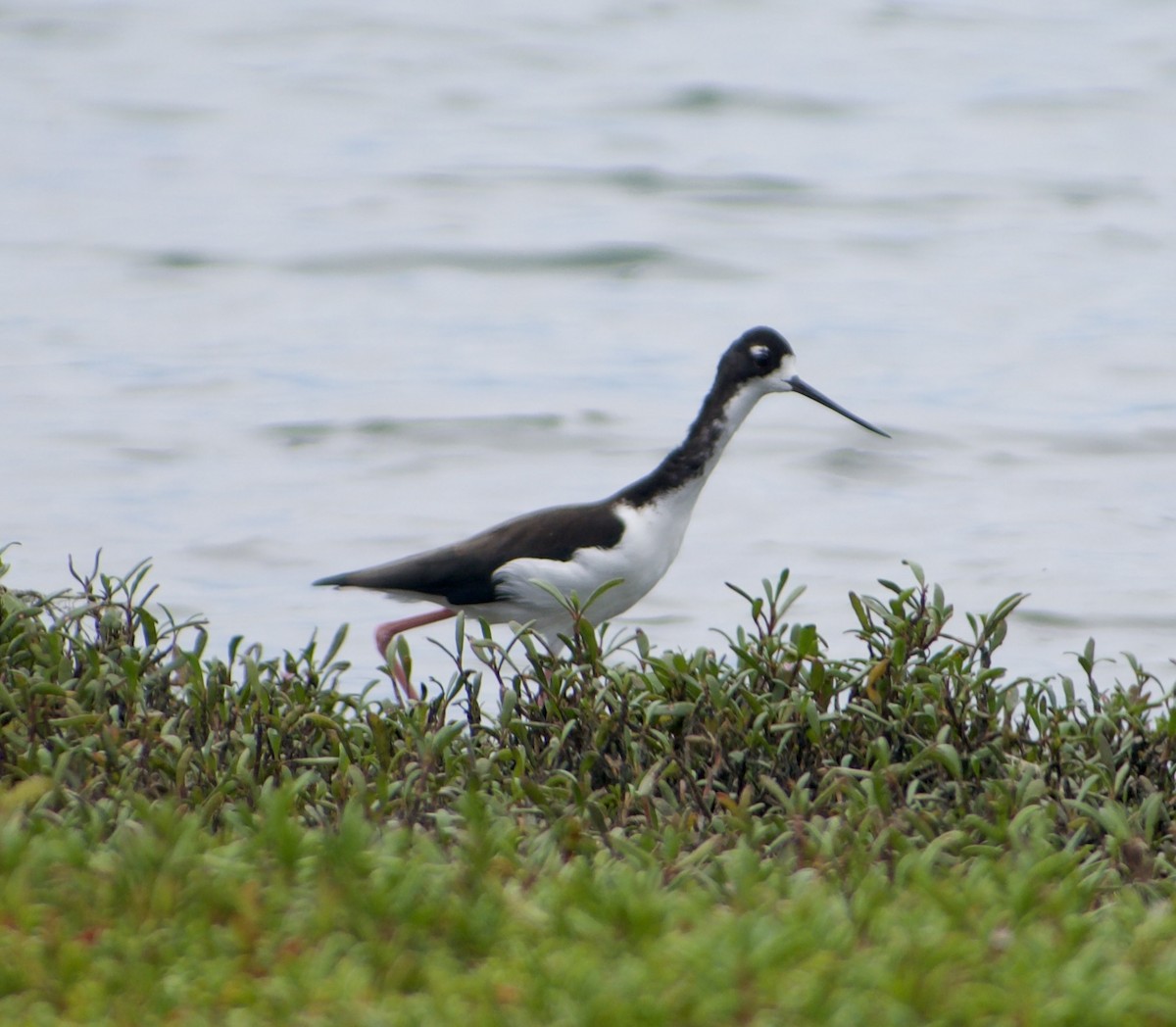 Cigüeñuela Cuellinegra (Hawaiana) - ML623703351