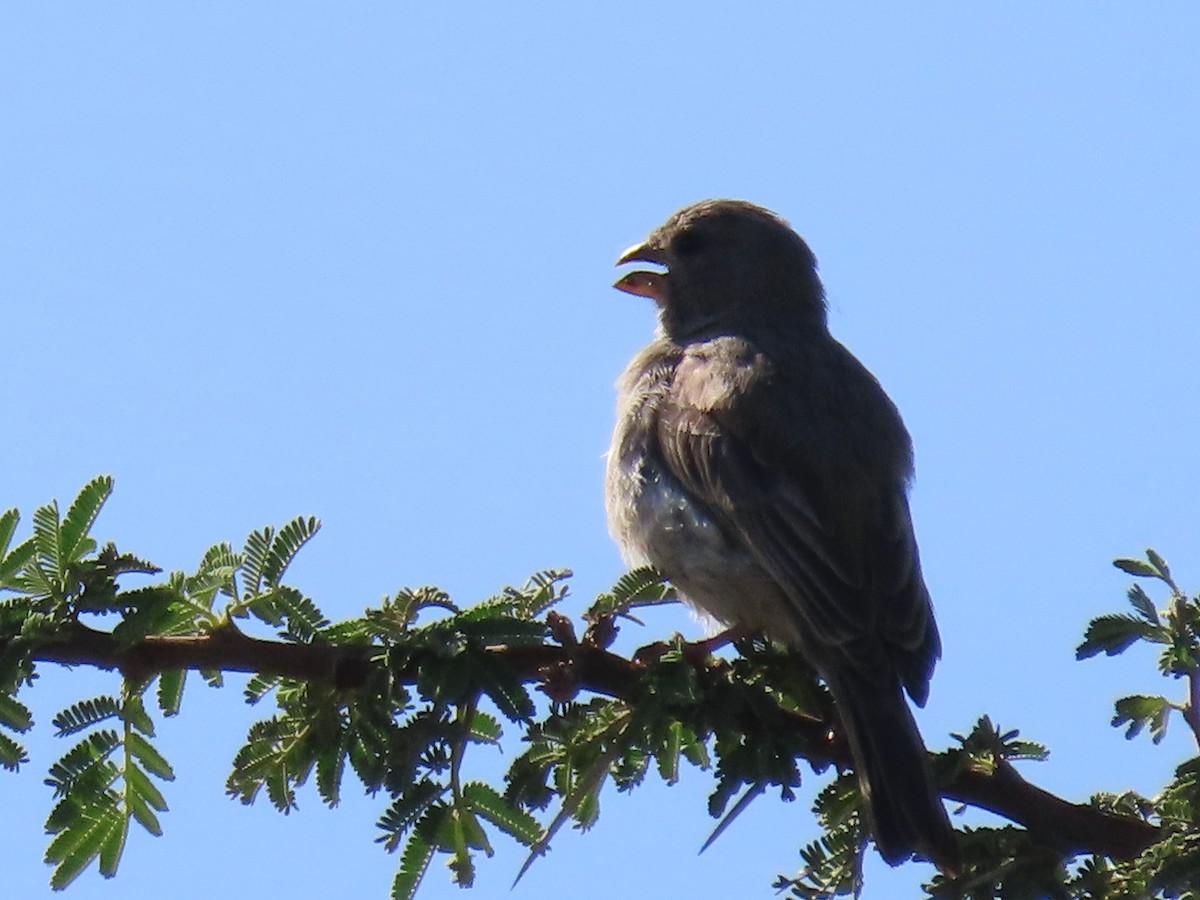 Olive-rumped Serin - Thomas Brooks