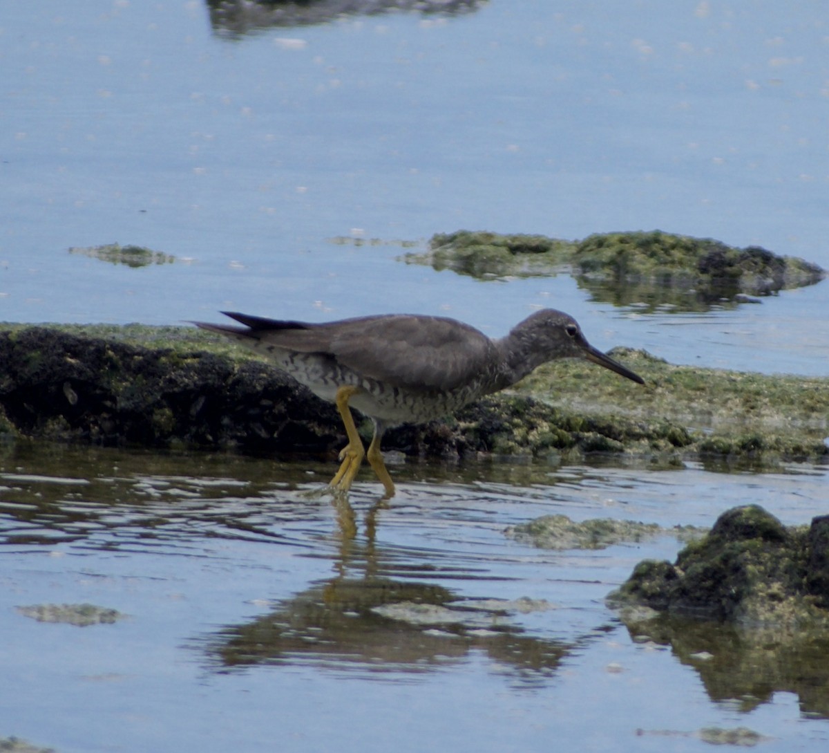 Wandering Tattler - Jorge Mañes García