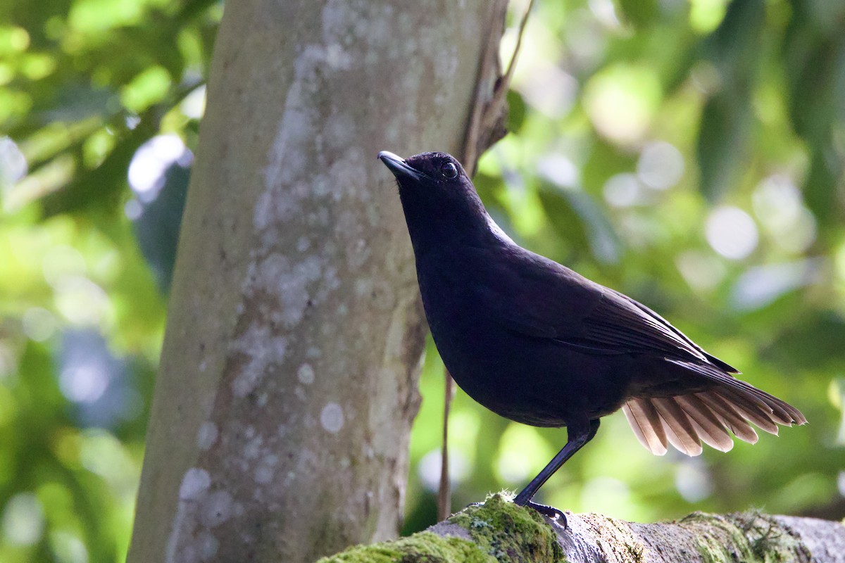 Bornean Whistling-Thrush - ML623703372