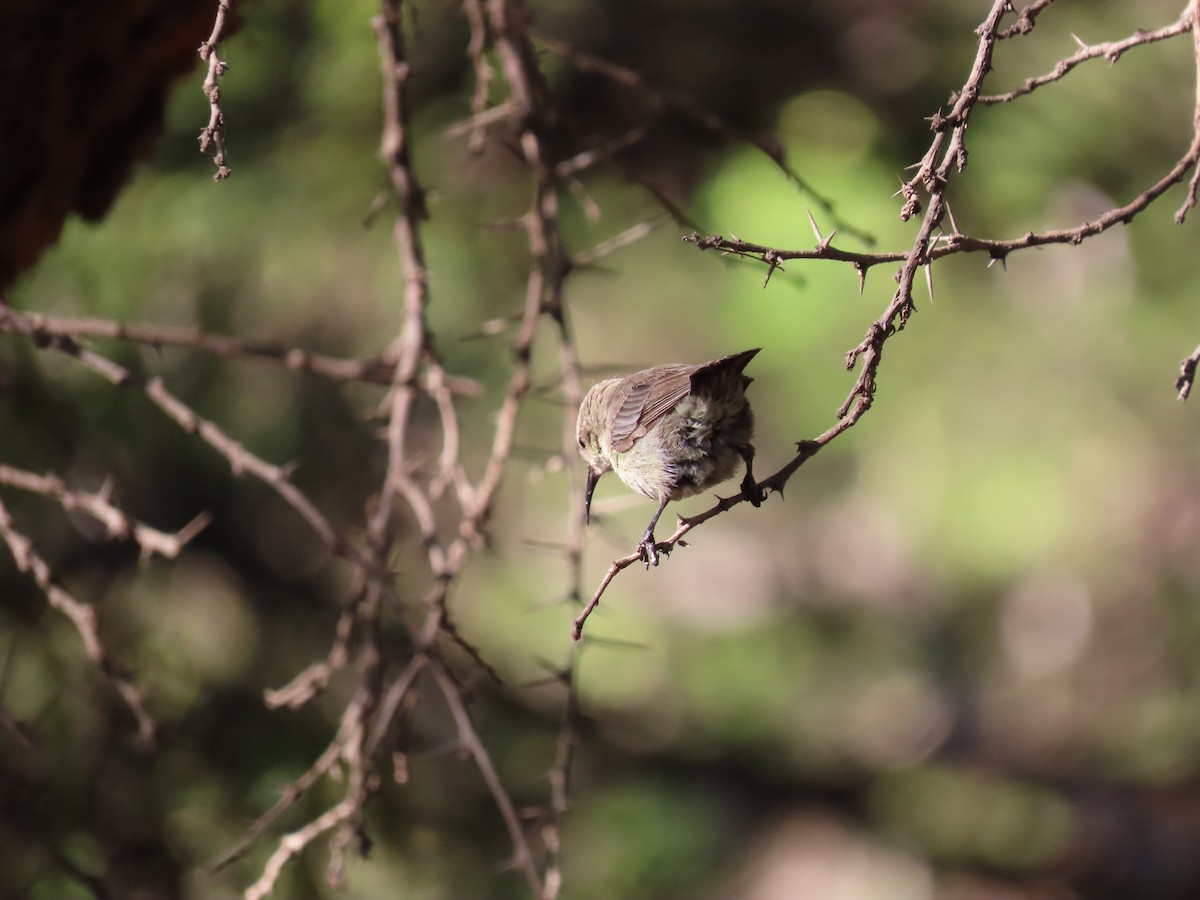 Palestine Sunbird - ML623703378