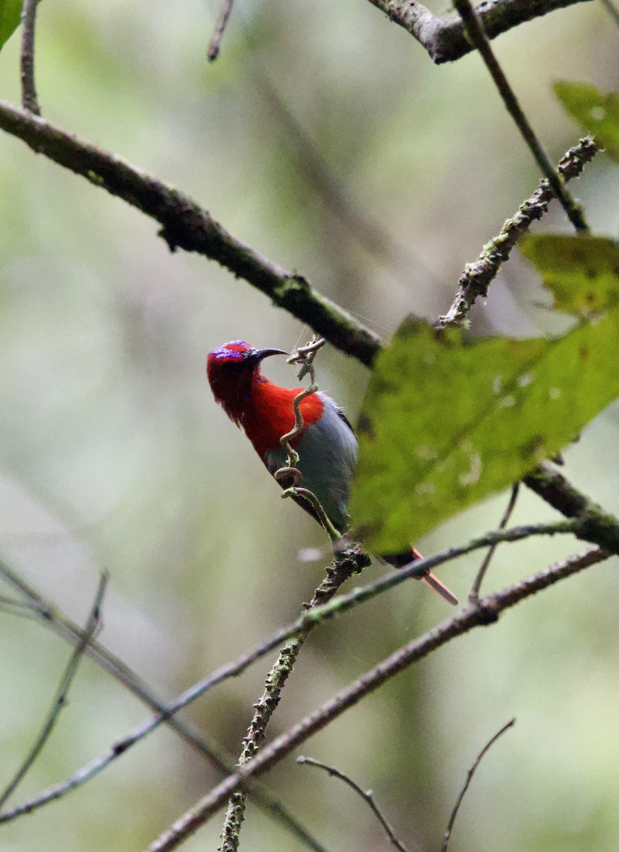 Temminck's Sunbird - Shannon Fair