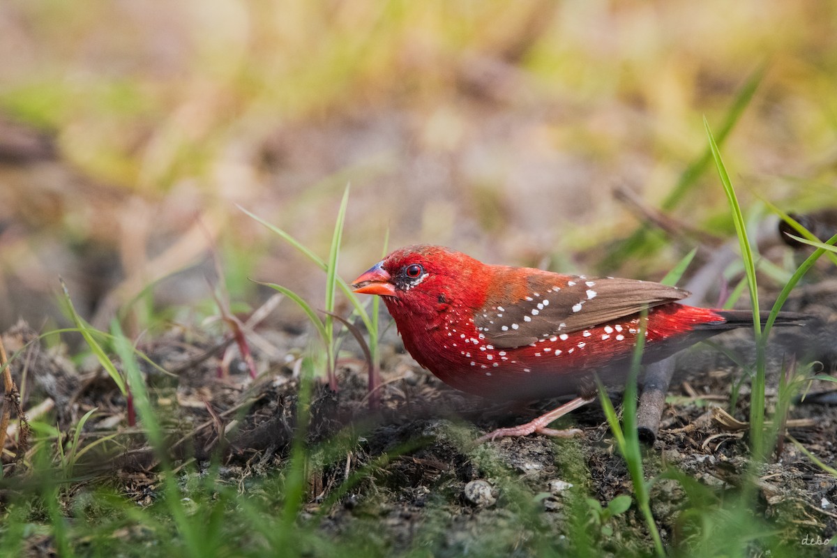 Red Avadavat (Red-bellied) - ML623703439