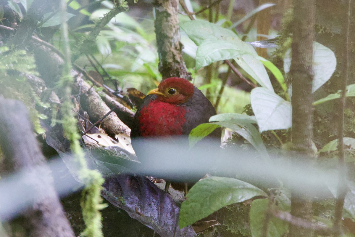 Crimson-headed Partridge - ML623703454