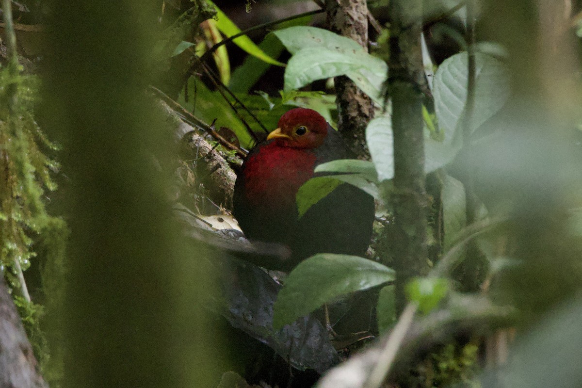 Crimson-headed Partridge - ML623703456