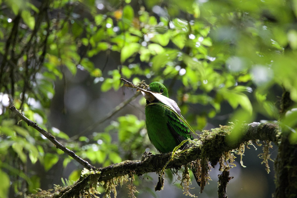 Whitehead's Broadbill - Shannon Fair