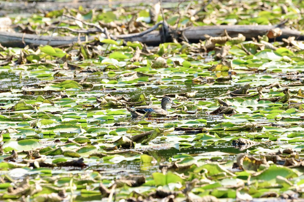 Wood Duck - William Going