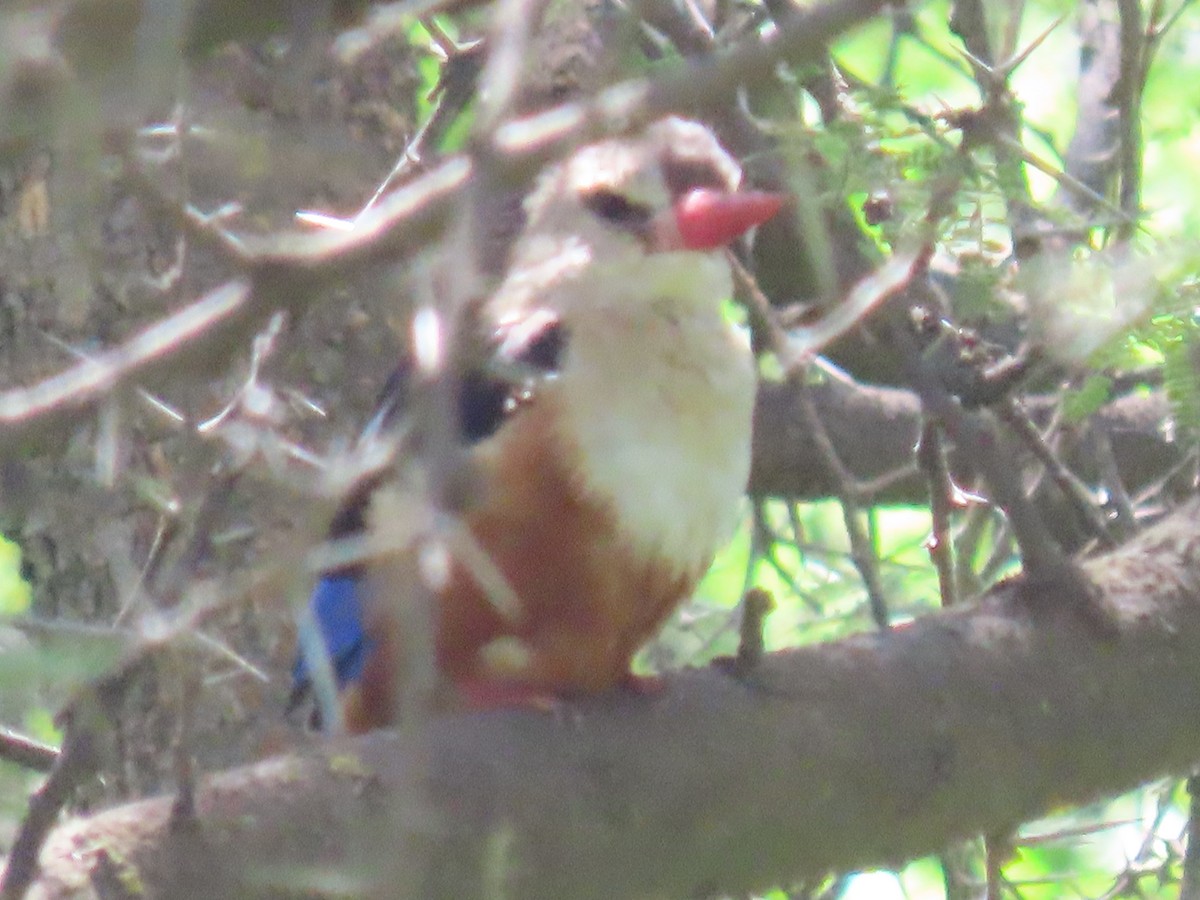 Gray-headed Kingfisher - ML623703531