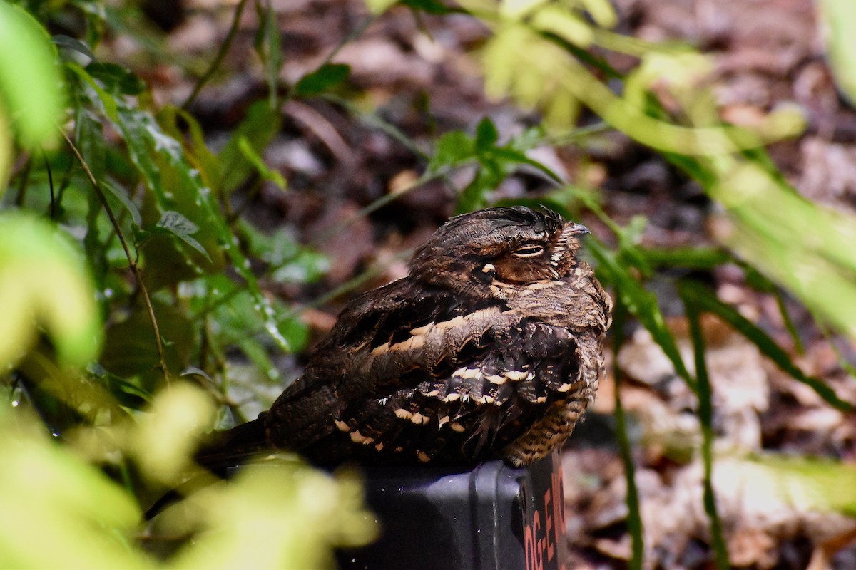 Large-tailed Nightjar - ML623703532