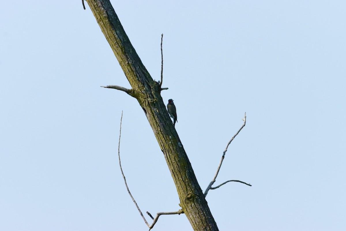 Northern Flicker - ML623703537