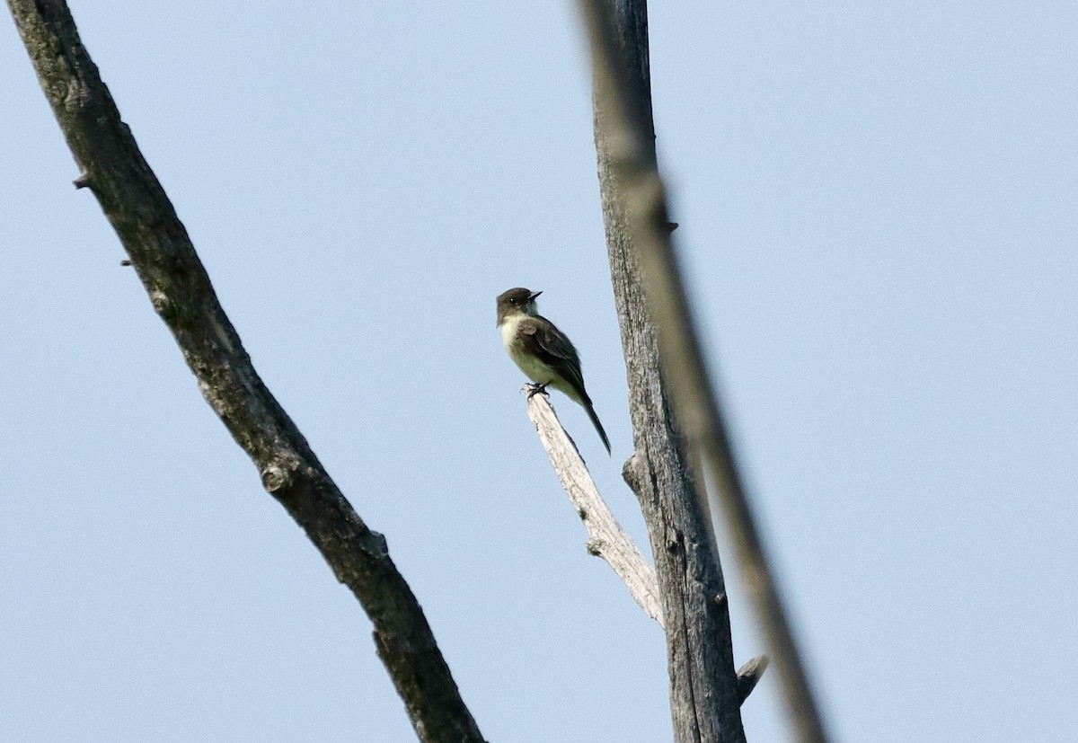 Eastern Phoebe - ML623703547
