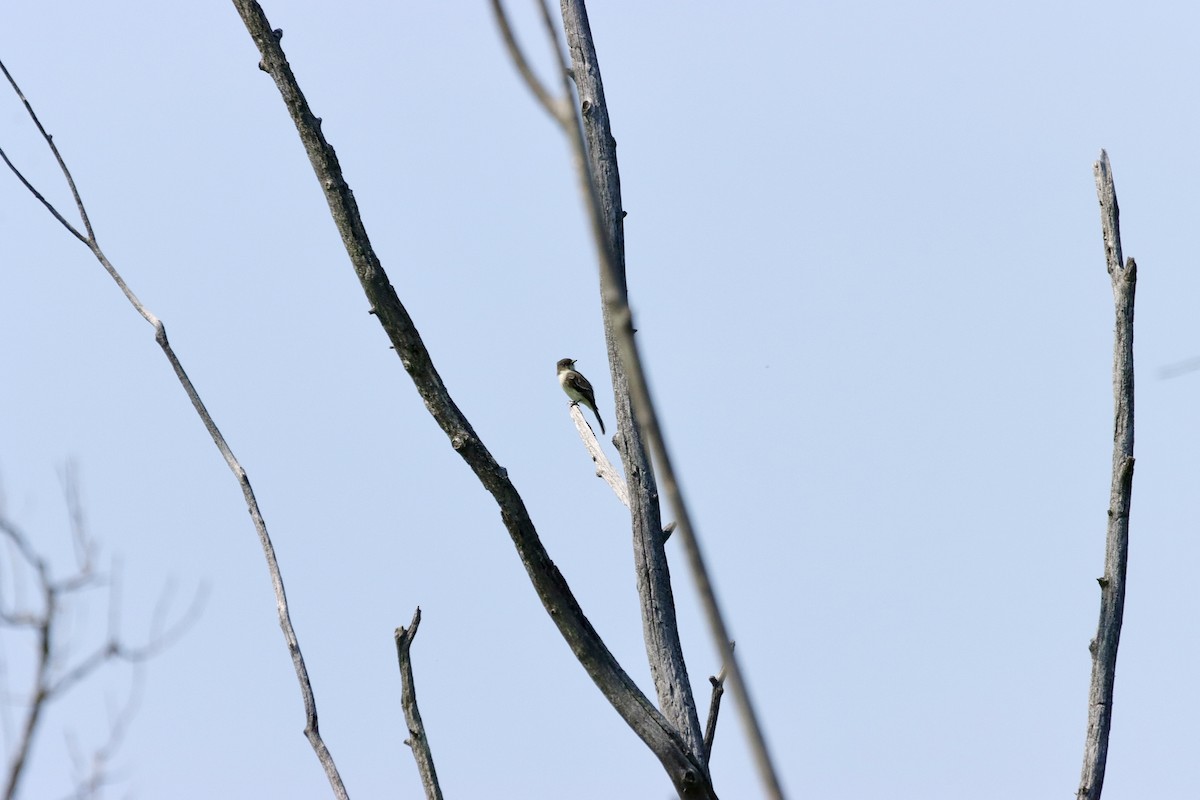 Eastern Phoebe - William Going