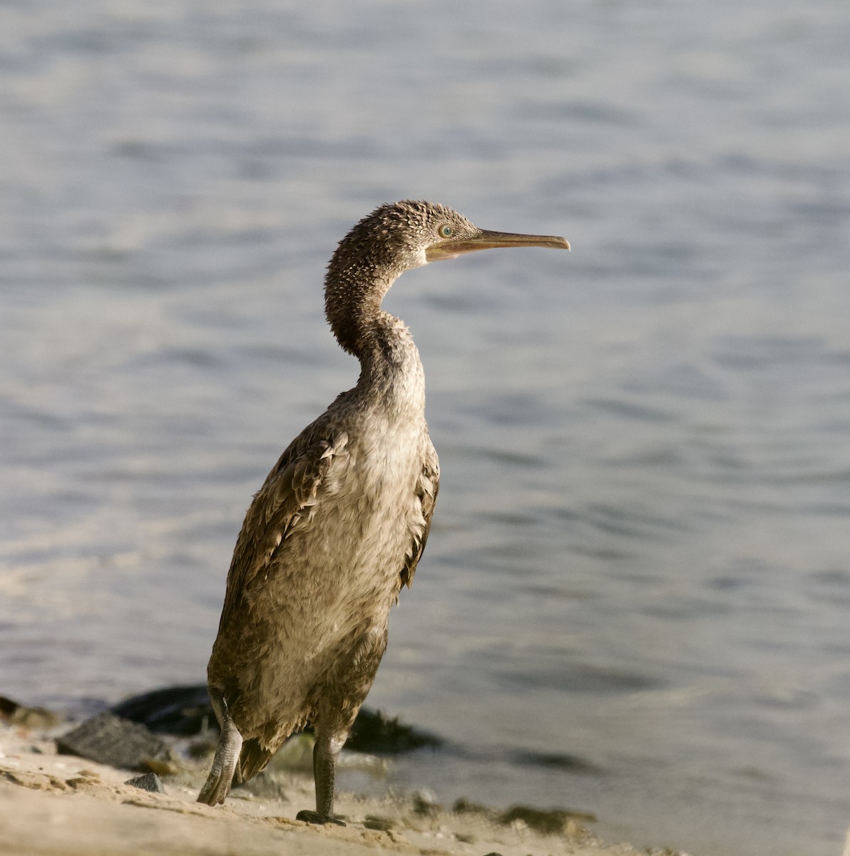 Socotra Cormorant - ML623703561