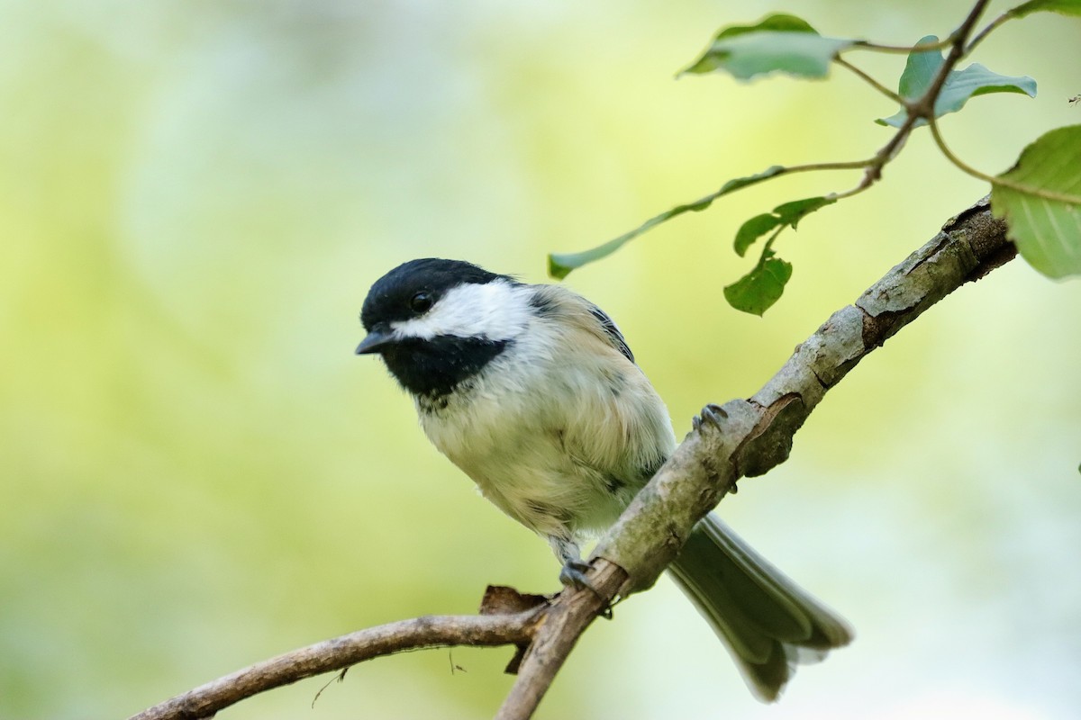 Black-capped Chickadee - William Going