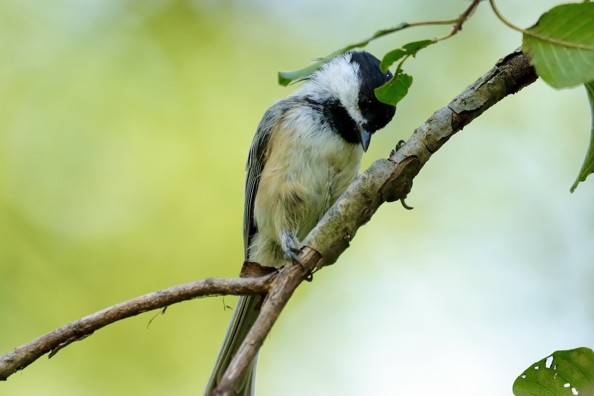 Black-capped Chickadee - ML623703563