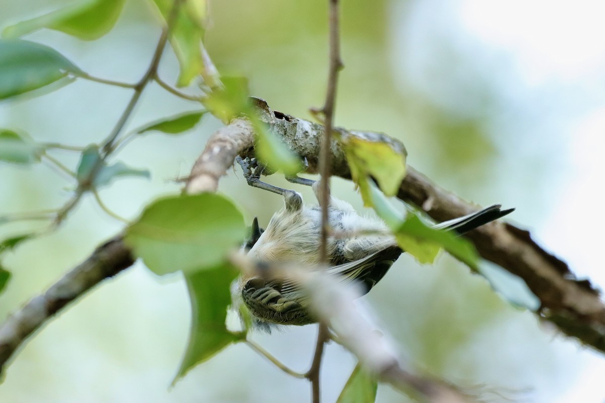 Black-capped Chickadee - ML623703564