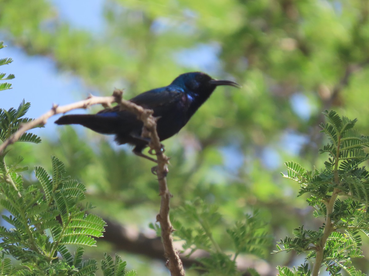 Palestine Sunbird - ML623703567