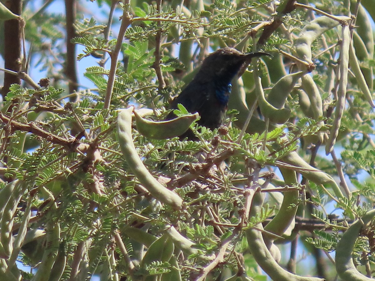 キタキフサタイヨウチョウ - ML623703568