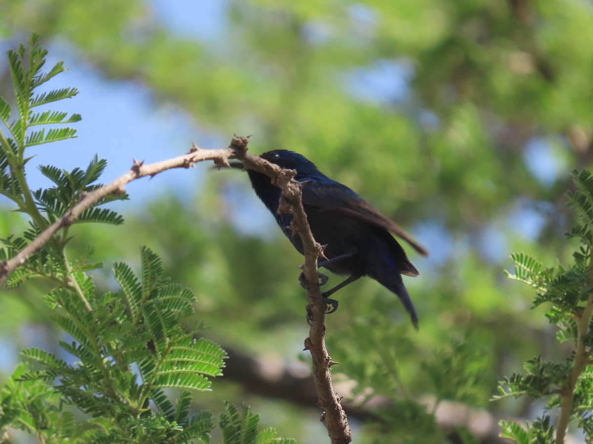 Palestine Sunbird - ML623703569