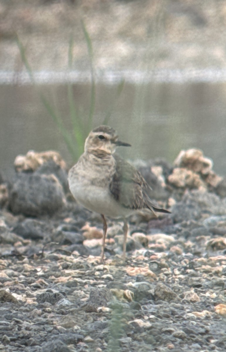 Oriental Plover - Mads Bajarias