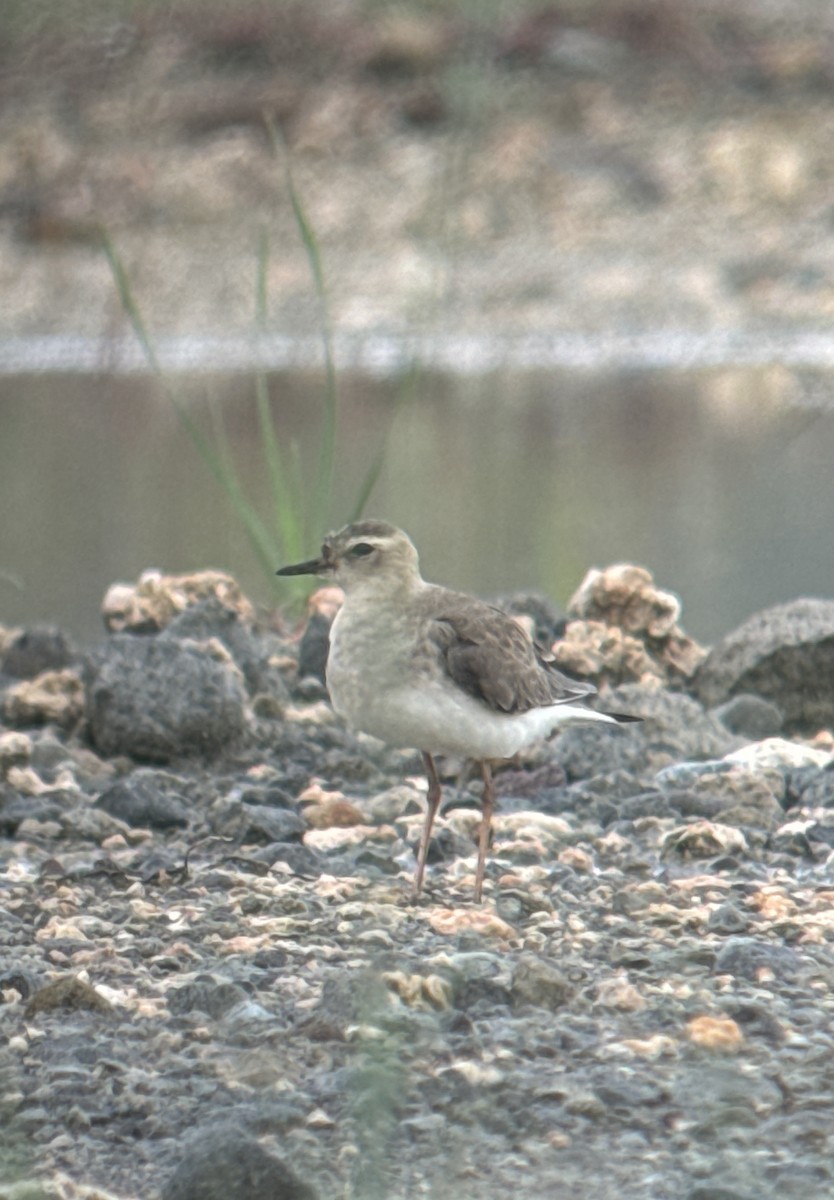 Oriental Plover - ML623703573