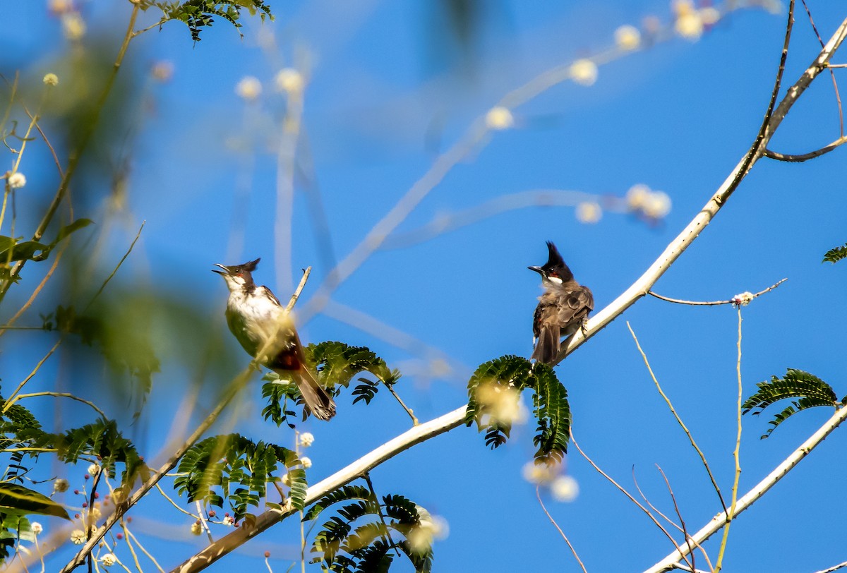 Red-vented Bulbul - ML623703574