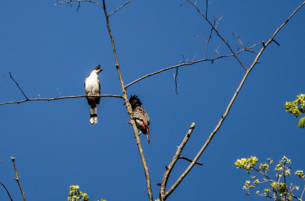 Red-vented Bulbul - ML623703575