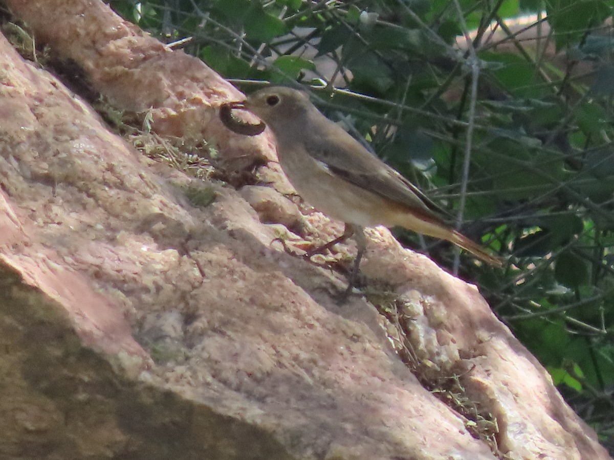 Эгэл гал сүүлт - ML623703576