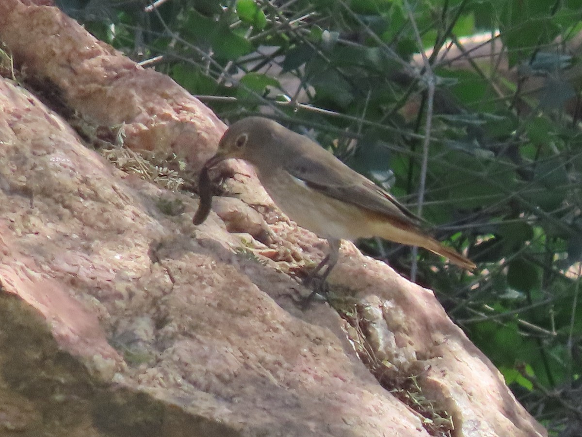 Эгэл гал сүүлт - ML623703577