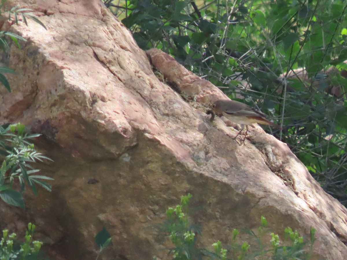 Эгэл гал сүүлт - ML623703578