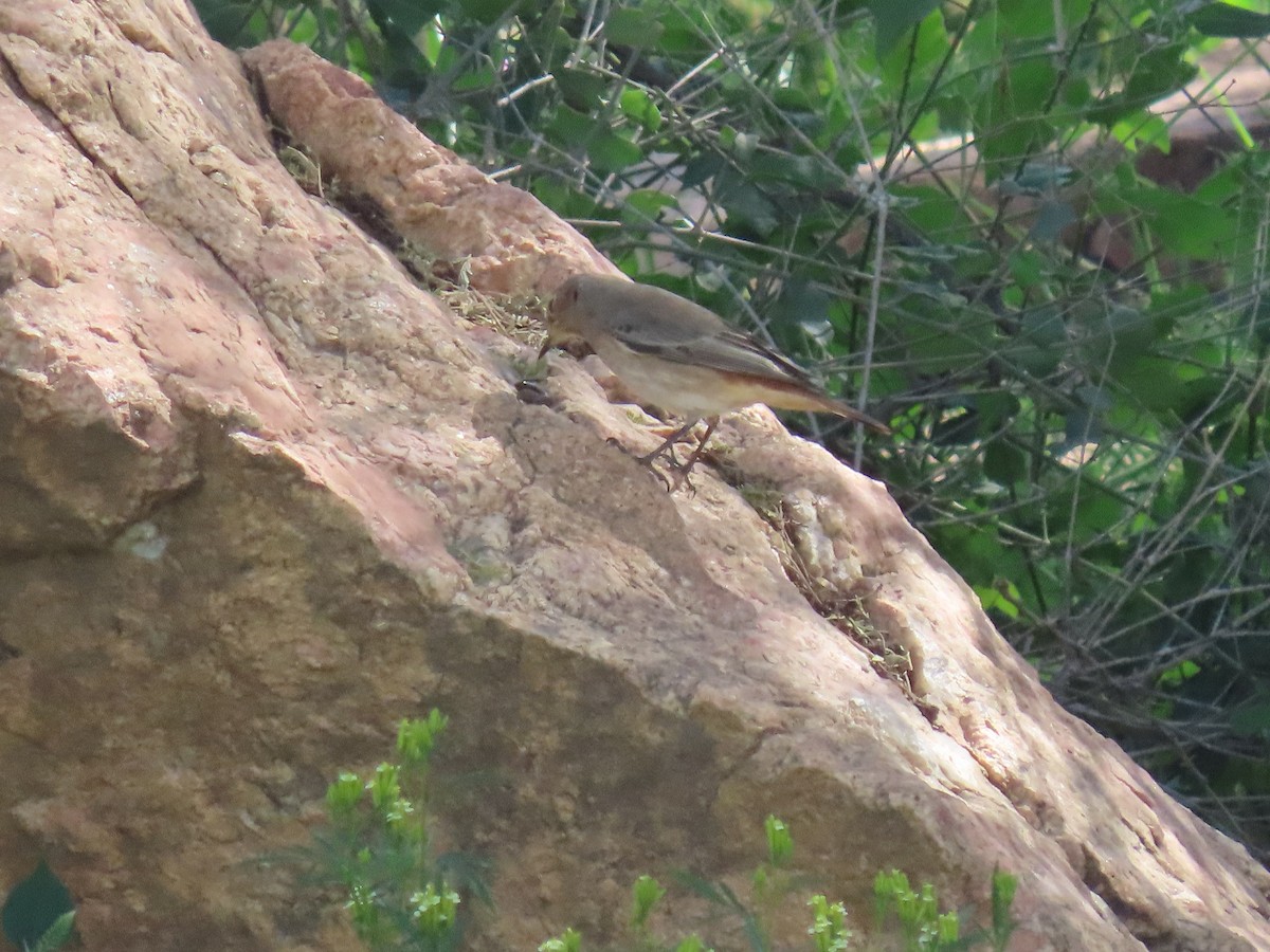 Эгэл гал сүүлт - ML623703579