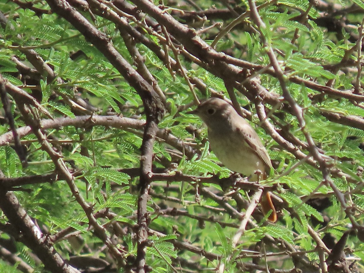 Эгэл гал сүүлт - ML623703580