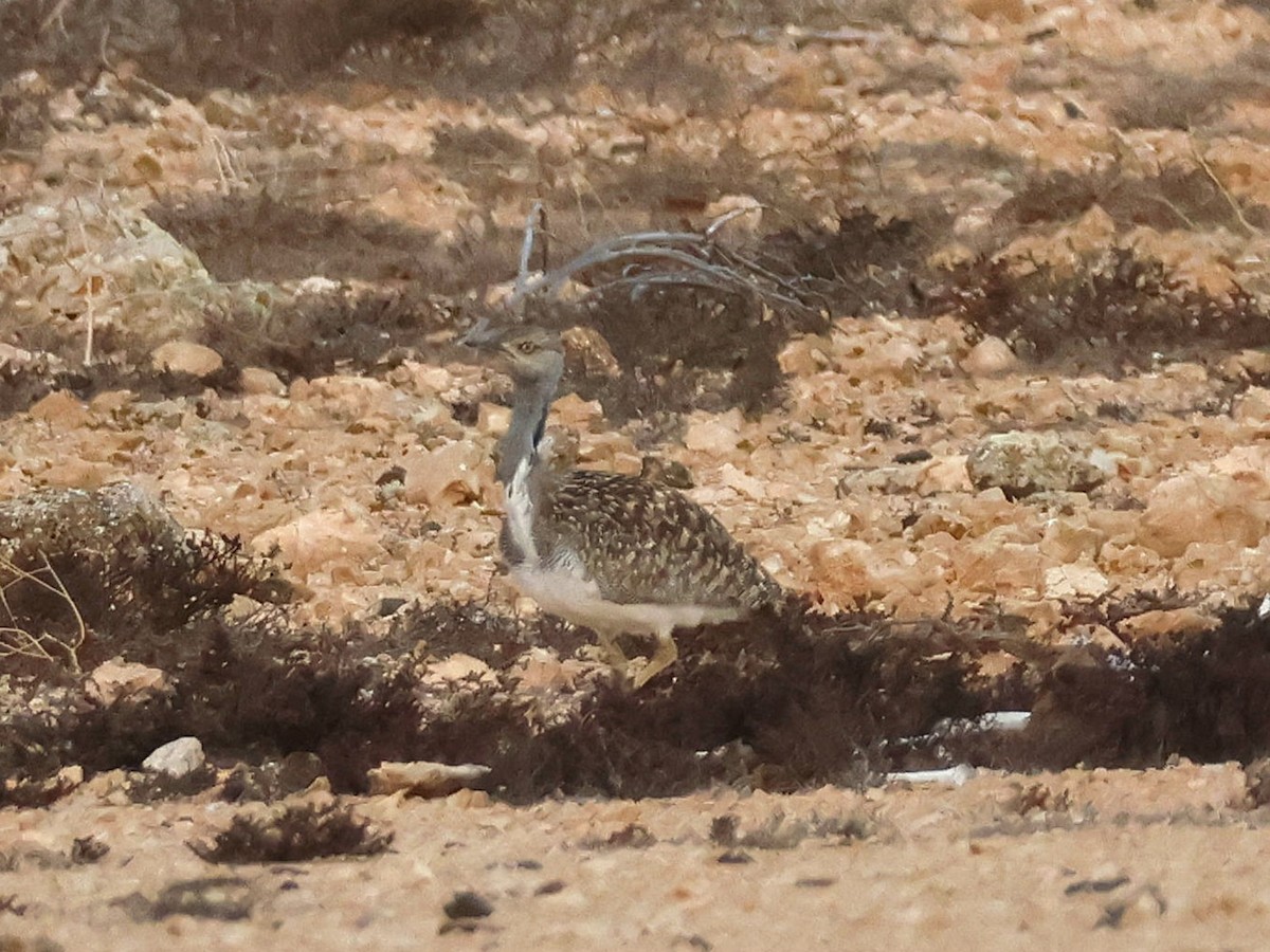 Outarde houbara (fuertaventurae) - ML623703588