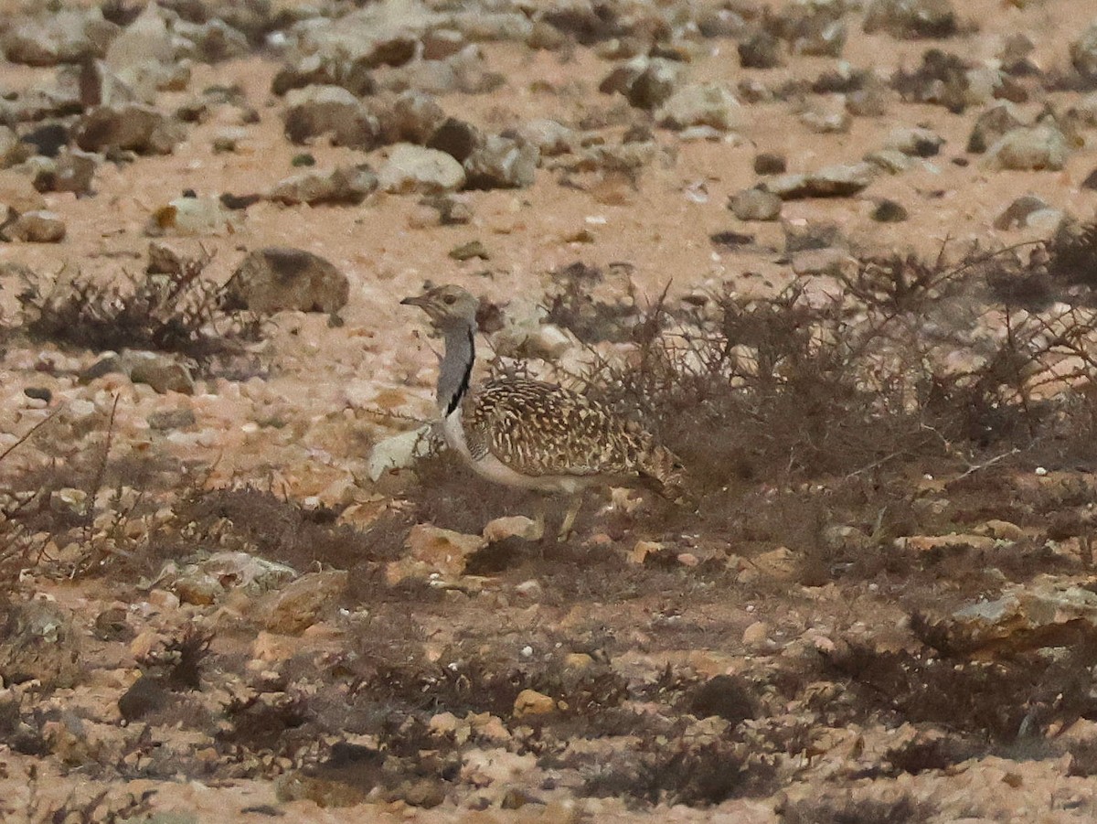 Outarde houbara (fuertaventurae) - ML623703589